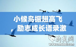 小候鸟振翅高飞，励志成长语录激励人心