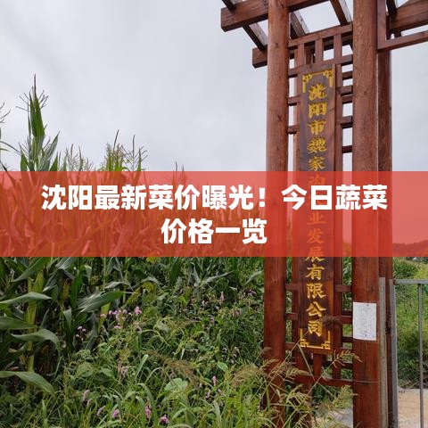 沈阳最新菜价曝光！今日蔬菜价格一览