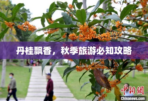 丹桂飘香，秋季旅游必知攻略