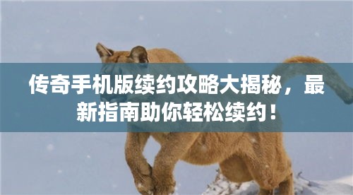 传奇手机版续约攻略大揭秘，最新指南助你轻松续约！