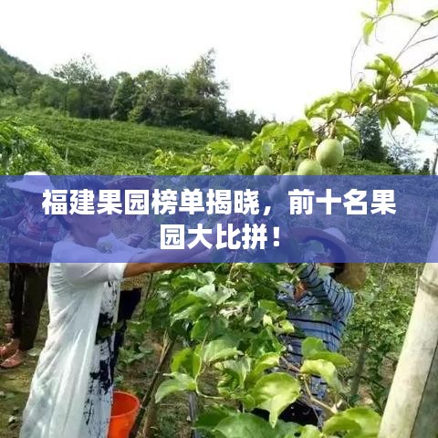 福建果园榜单揭晓，前十名果园大比拼！