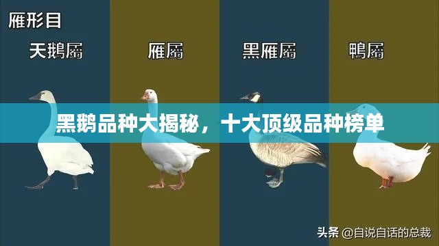 黑鹅品种大揭秘，十大顶级品种榜单