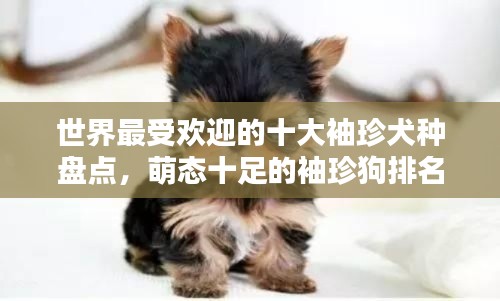 世界最受欢迎的十大袖珍犬种盘点，萌态十足的袖珍狗排名揭晓！