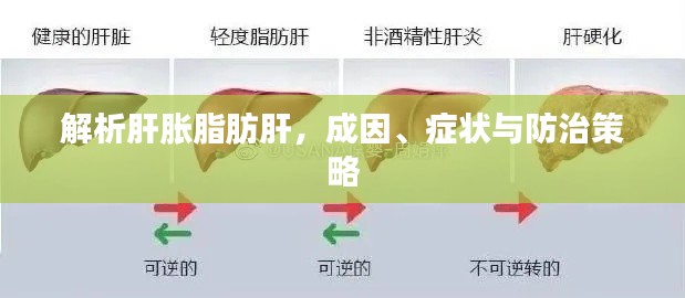 解析肝胀脂肪肝，成因、症状与防治策略