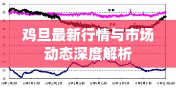 鸡旦最新行情与市场动态深度解析
