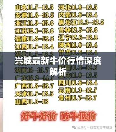 兴城最新牛价行情深度解析