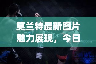 莫兰特最新图片魅力展现，今日图集不容错过