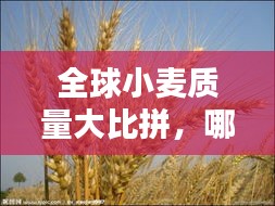 全球小麦质量大比拼，哪些国家独占鳌头？