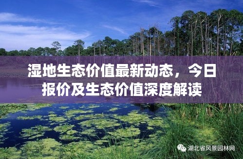 湿地生态价值最新动态，今日报价及生态价值深度解读
