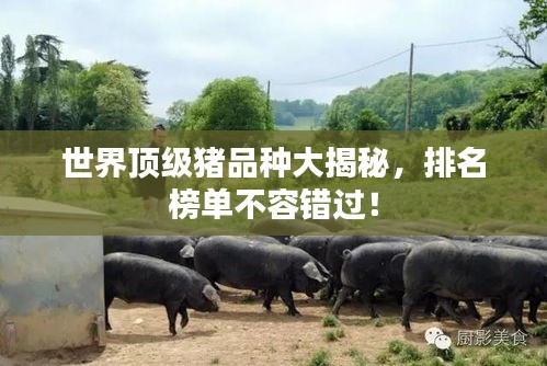 世界顶级猪品种大揭秘，排名榜单不容错过！