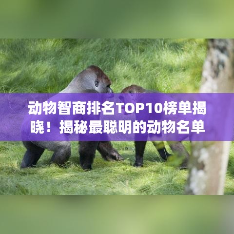 动物智商排名TOP10榜单揭晓！揭秘最聪明的动物名单