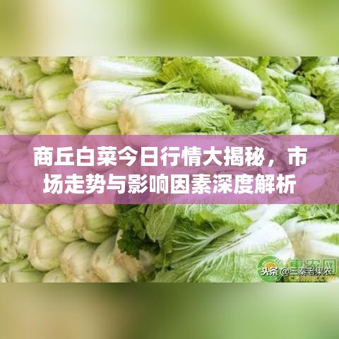 商丘白菜今日行情大揭秘，市场走势与影响因素深度解析