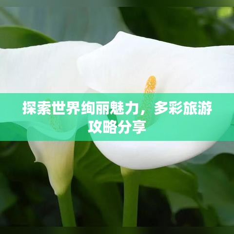 探索世界绚丽魅力，多彩旅游攻略分享