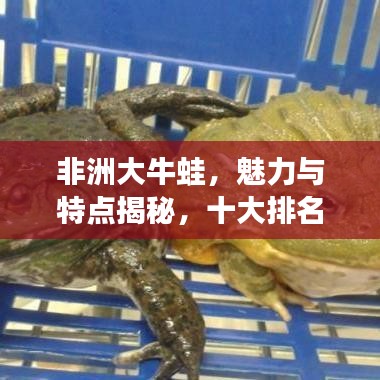 非洲大牛蛙，魅力与特点揭秘，十大排名不容错过！
