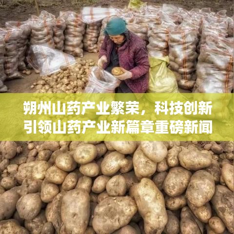 朔州山药产业繁荣，科技创新引领山药产业新篇章重磅新闻头条
