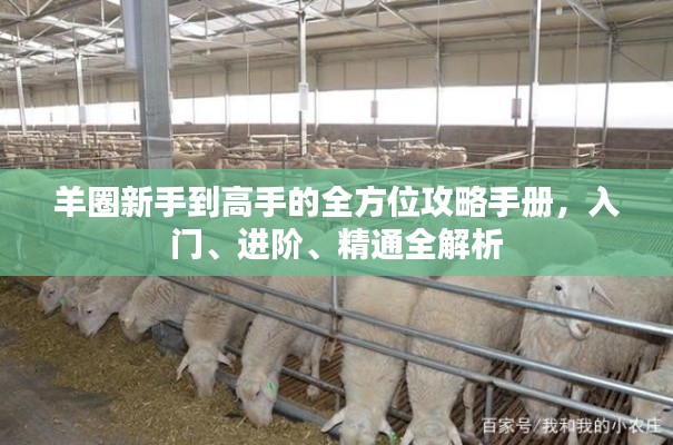 羊圈新手到高手的全方位攻略手册，入门、进阶、精通全解析