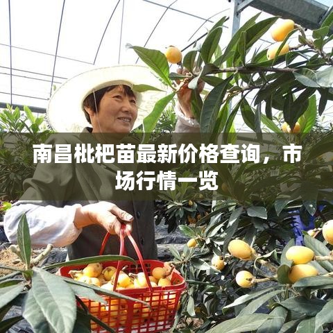 南昌枇杷苗最新价格查询，市场行情一览