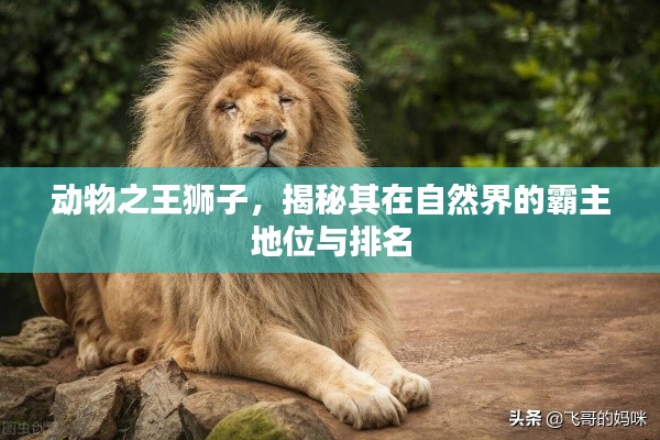 动物之王狮子，揭秘其在自然界的霸主地位与排名