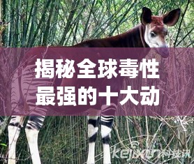 揭秘全球毒性最强的十大动物排名，危险生物大揭秘！