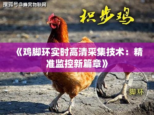 《鸡脚环实时高清采集技术：精准监控新篇章》