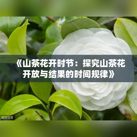 《山茶花开时节：探究山茶花开放与结果的时间规律》