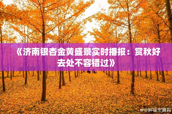 《济南银杏金黄盛景实时播报：赏秋好去处不容错过》