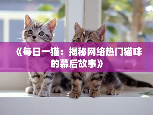 《每日一猫：揭秘网络热门猫咪的幕后故事》