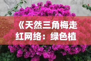 《天然三角梅走红网络：绿色植物的时尚回归》