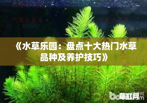 《水草乐园：盘点十大热门水草品种及养护技巧》