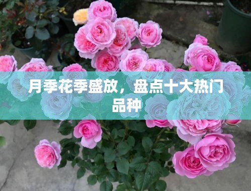 月季花季盛放，盘点十大热门品种