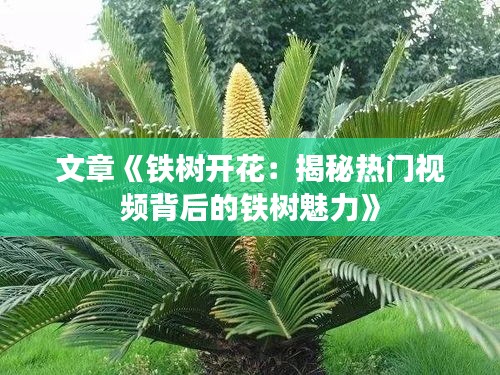 文章《铁树开花：揭秘热门视频背后的铁树魅力》