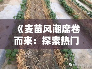 《麦苗风潮席卷而来：探索热门麦苗的奥秘与魅力》