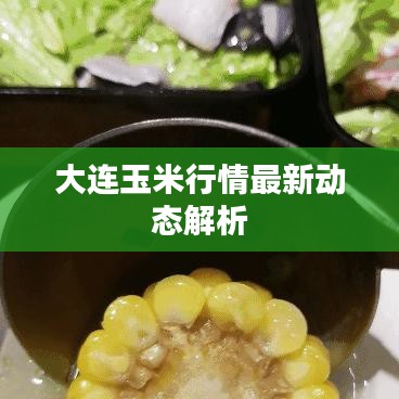 大连玉米行情最新动态解析