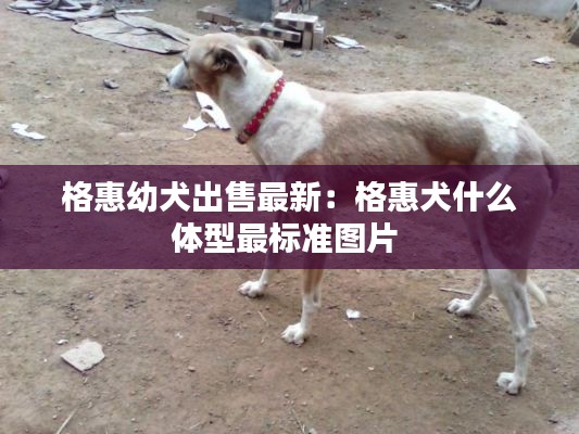 格惠幼犬出售最新：格惠犬什么体型最标准图片 