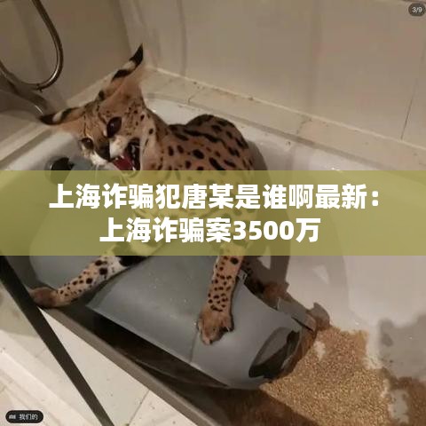 上海诈骗犯唐某是谁啊最新：上海诈骗案3500万 