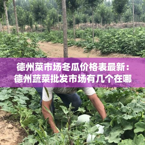 德州菜市场冬瓜价格表最新：德州蔬菜批发市场有几个在哪 