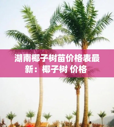 湖南椰子树苗价格表最新：椰子树 价格 