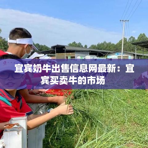 宜宾奶牛出售信息网最新：宜宾买卖牛的市场 