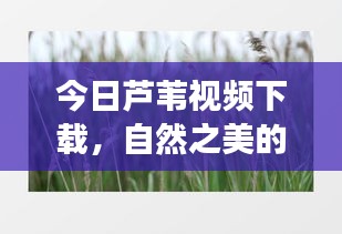 今日芦苇视频下载，自然之美的独特视角探索