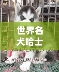 世界名犬哈士奇，排名揭秘与精美图片大全