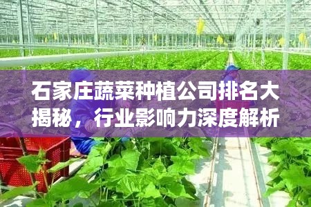 石家庄蔬菜种植公司排名大揭秘，行业影响力深度解析