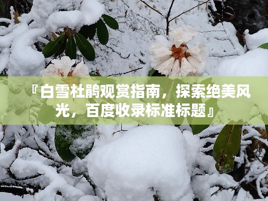 『白雪杜鹃观赏指南，探索绝美风光，百度收录标准标题』