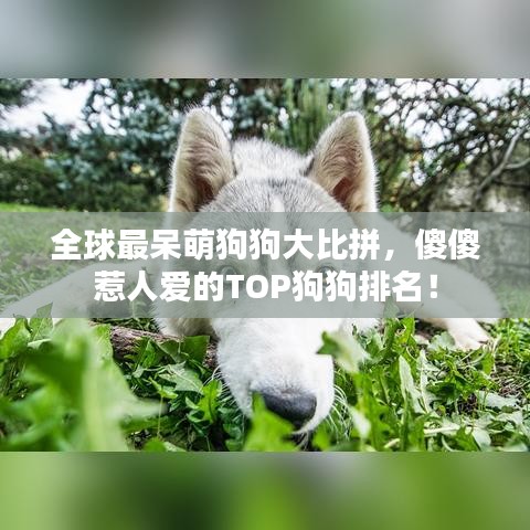 全球最呆萌狗狗大比拼，傻傻惹人爱的TOP狗狗排名！