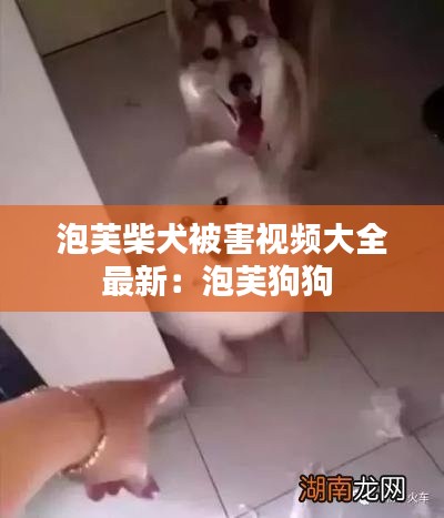 泡芙柴犬被害视频大全最新：泡芙狗狗 