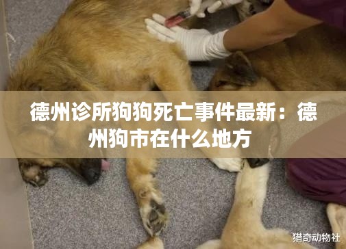 德州诊所狗狗死亡事件最新：德州狗市在什么地方 