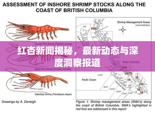 红杏新闻揭秘，最新动态与深度洞察报道