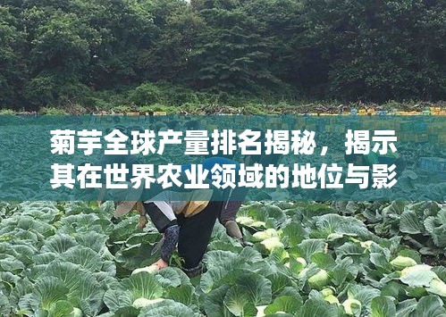 菊芋全球产量排名揭秘，揭示其在世界农业领域的地位与影响力