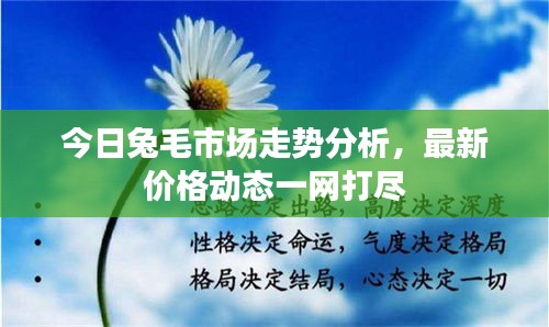 今日兔毛市场走势分析，最新价格动态一网打尽