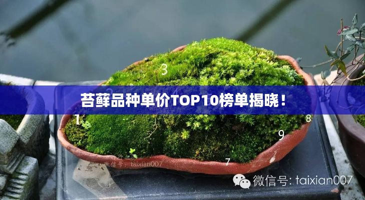 苔藓品种单价TOP10榜单揭晓！