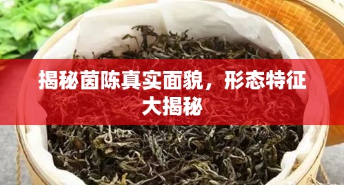 揭秘茵陈真实面貌，形态特征大揭秘